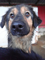 Adopter  chien : Shiraz