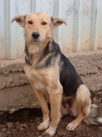 Adopter  chien : Najua