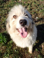 Adopter  chien : Tweeny