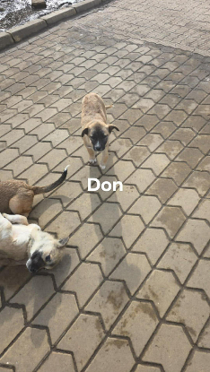 Adopter Don