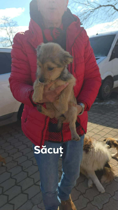 Adopter Sacut