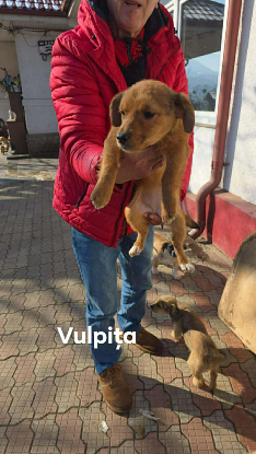 Adopter Vulpita