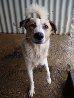 Adopter  chien : Siana