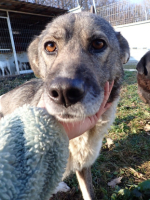 Adopter  chien : Reseda