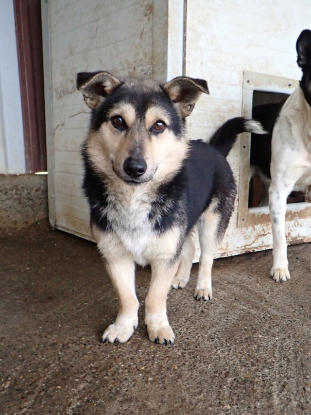 Adoption Cerruti