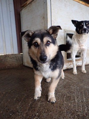 Adoption Cerruti