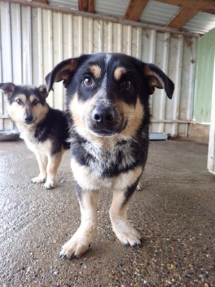 Adopter Bellini