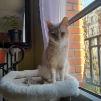 Adopter  chat : Sophie