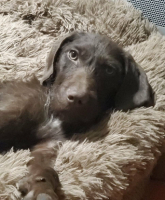 Adopter  chien : Appy