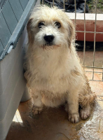 Adopter  chien : Dafnet