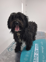 Adopter  chien : Kate