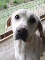 Adopter  chien : Derry