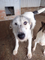 Adopter  chien : Issam