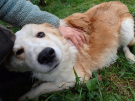 Adopter  chien : Zuko