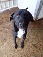 Adopter  chien : Rexi