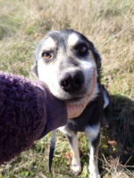 Adopter  chien : Elwis