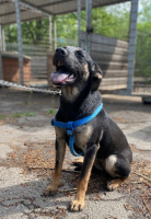 Adopter  chien : Karmen