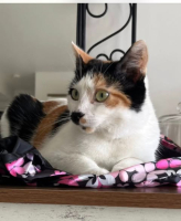 Adopter  chat : Juliette