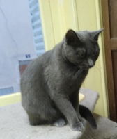 Adopter  chat : Grisette