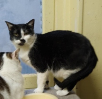 Adopter  chat : Lise