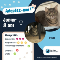 Adopter  chat : Junior