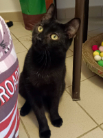 Adopter  chat : Pistache