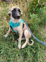 Adopter  chien : Mokka