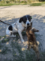 Adopter  chien : Mottya