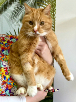 Adopter  chat : Papy suze