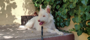 Adopter  chien : Yuki