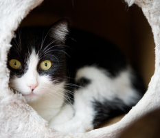 Adopter  chat : Lily