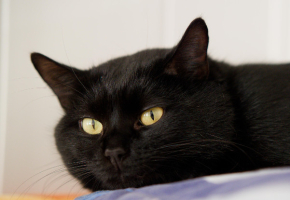 Adopter  chat : Raven