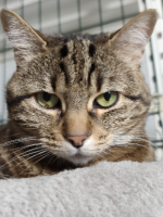 Adopter  chat : Enka