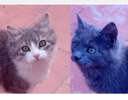 Adopter  chat : Vicente et doncella