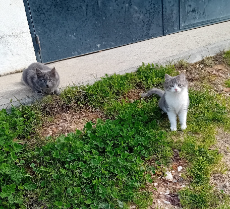 Adoption Vicente et doncella