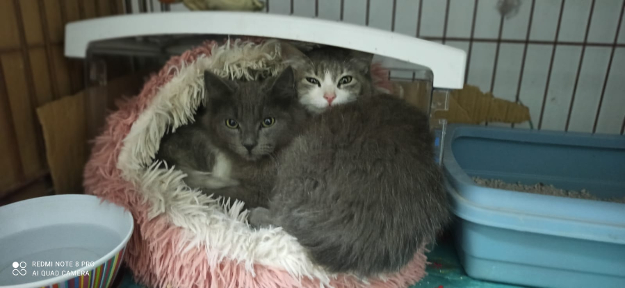 Adoption Vicente et doncella