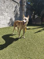 Adopter  chien : Truan