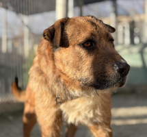 Adopter  chien : Rocky