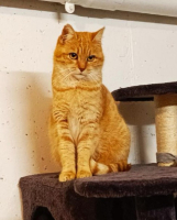 Adopter  chat : Bounty