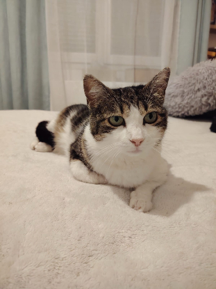 Adopter Ti'mère alias milie