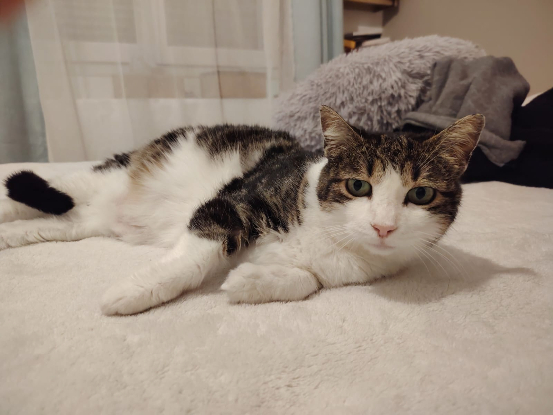 Adopter Ti'mère alias milie