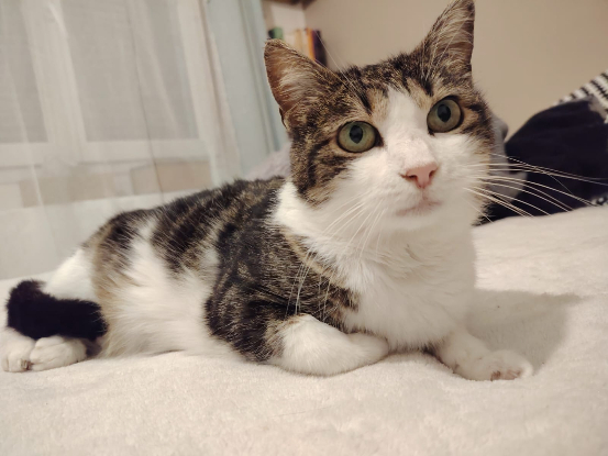 Adoption Ti'mère alias milie