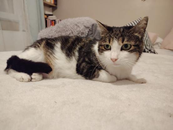 Adoption Ti'mère alias milie