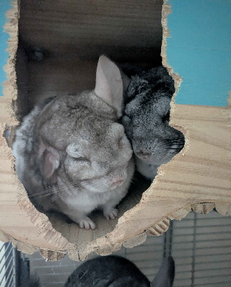 Adopter Inti & huari