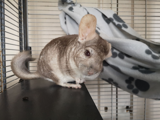 Adopter Inti & huari