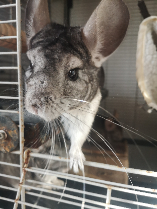 Adopter Inti & huari