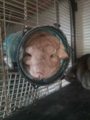 Adoption Inti & huari