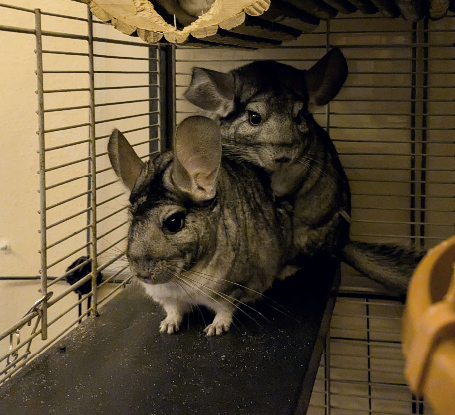 Adopter Ekoko & kolash