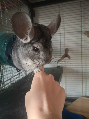 Adopter Ekoko & kolash