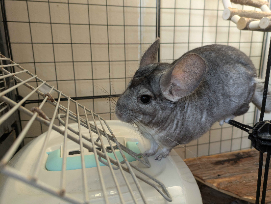 Adoption Ekoko & kolash